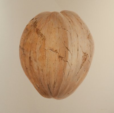 Hindistan cevizi, Sri Lanka, 2010 (tuval üzerine akrilik) by Lincoln Seligman